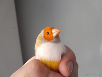 Amadina Gouldova - 8