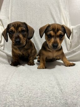 Jazvečík, jazvec - 8