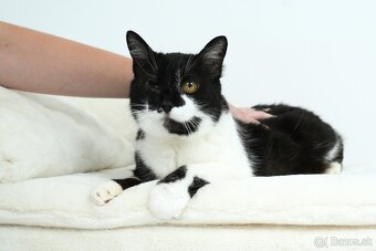 Stará mačička ŽIŠKA hľadá domov - 8