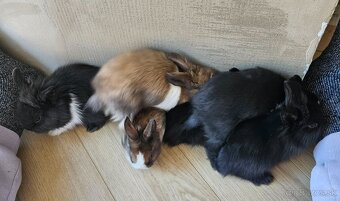 Zakrslý králík - 8