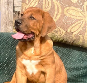 Tosa Inu s PP (FCI) - 8