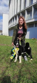 Karelský medvědí pes - 8