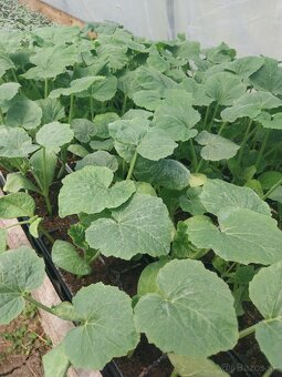 Planty ,priesady,paprika,rajčina,uhorky,cukety - 8