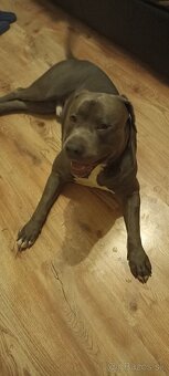 Staford-cane corso - 8