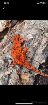 Gekon hrbolkohlavý / Gargoyle Gecko - 8