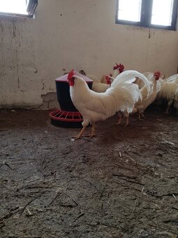 Násadové vajcia - 8