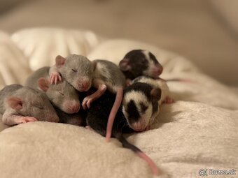 🐭 potkan, potkaníky 🐰 - 8