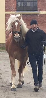 Prodám Hafling klisnu - 8