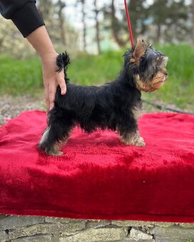 Yorkshire terrier, jorkšírsky teriér s PP FCI - 8