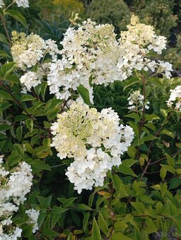 Vavrinovec NOVITA 70-80cm - 8