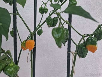 Chilli semená - 8