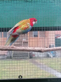 Rozela pestrá červená - 8