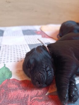 FLAT COATED RETRIEVER - štěňátka s PP - 8