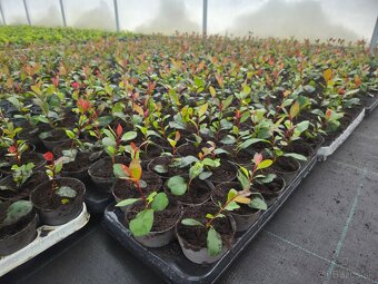 Laurel Novita wawrzyn PRUNUS 0.7l 20-30cm - 8