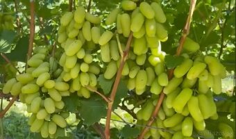 Predám sadenice viniča - 8