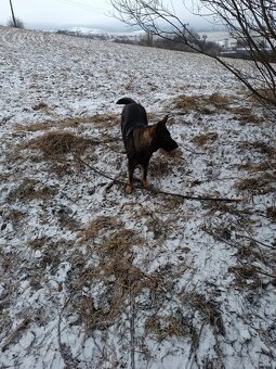 Nemecký ovčiak - 8