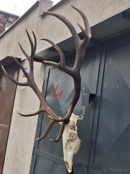 Trofeje, parožie - 8