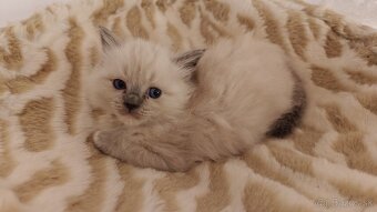 Ragdoll - 8