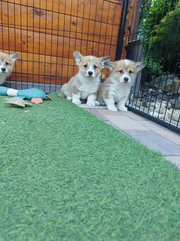 Welsh corgi - 8