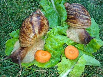 AFRICKÝ SLIMÁCI LISSACHATINA RETICULATA  VEĹKÉ JEDINCE - 8