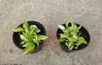 Čemerica, Iris, Liatria, Fakľovka, Hosta, Rudbekia...... - 8