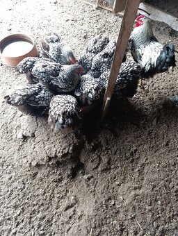 Wyandot chovný kmeň - 8