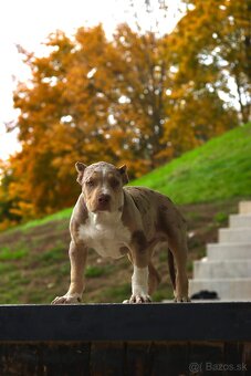 American Bully XL (Pitbull XXL) - - 8