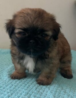 Krásne čistokrvné šteniatka Shih Tzu - 8
