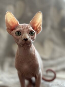 Kanadsky Sphynx - 8
