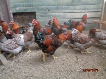 Sliepky wyandotky zlatej lemovanej - 8