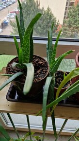Aloe vera - 8