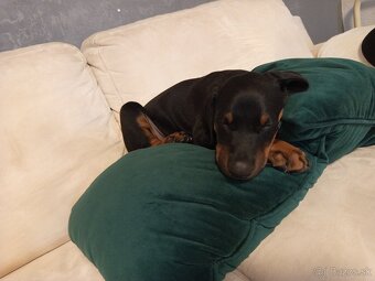 Doberman šteniatka - 8