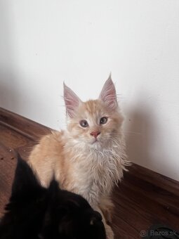maciatko Fenix s PP/maine coon - 8