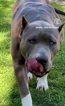American bully xl/xxl - 8