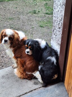 Cavalier king charles spaniel - 8