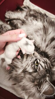 ❤️❤️❤️Maine coon mačiatka mainska myvala mačka ❤️❤️❤️ - 8