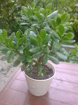 Kaktus Aloe Vera tučnolist. - 8