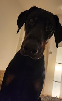 Dobermann na krytie - 8