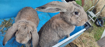 Predám zajacov FB - 8