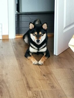 Shiba inu - 8
