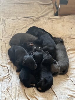 Cane corso - 8