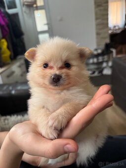 Nemecký špic, pomeranian - 8