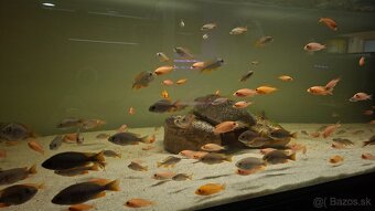 Africké cichlidy Malawi - 8