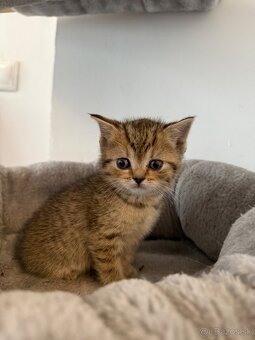 Škótske Klapouché/Rovnouché (Scottish Fold/Straight) - 8