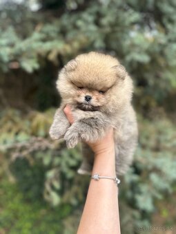 Boo šteniatka pomeraniana - 8