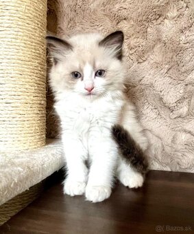 Ragdoll mačiatka - 8