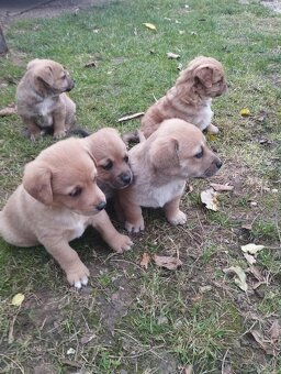 Darujem šteniatko - 8