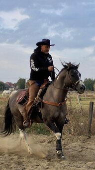 Apha žrebec pripuštanie - 8