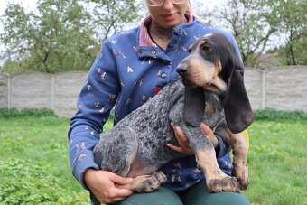 Velký gaskonský pes s PP FCI jako bracco italiano bloodhound - 8