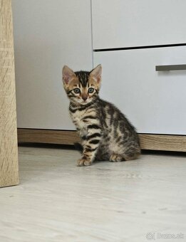 Bengálska mačka,kocur,mačiatko,Bengal - 8